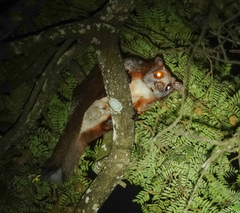 Petaurista alborufus