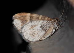 Stamnodes coenonymphata