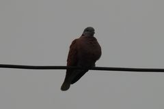 Streptopelia tranquebarica