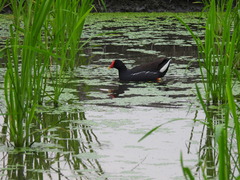 Gallinula chloropus