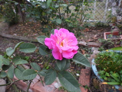 Rosa