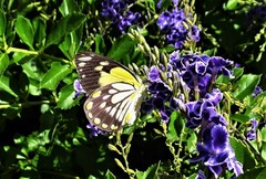 Belenois java teutonia