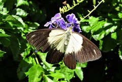 Belenois java teutonia