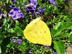 Catopsilia gorgophone