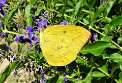 Catopsilia gorgophone