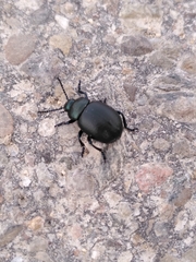 Timarcha goettingensis