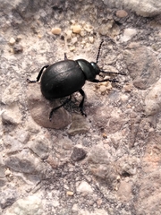 Timarcha goettingensis