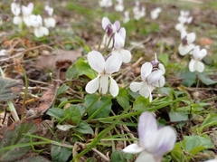 Viola alba