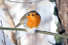 Erithacus rubecula