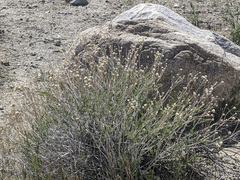 Acamptopappus sphaerocephalus