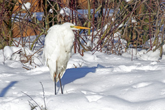 Ardea alba