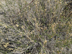 Acamptopappus sphaerocephalus