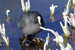 Fulica atra