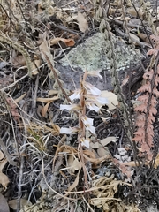 Schiedeella transversalis