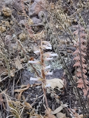 Schiedeella transversalis