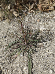 Eulobus californicus