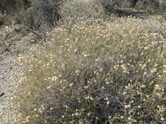 Acamptopappus sphaerocephalus