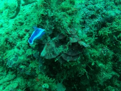 Hypselodoris violacea