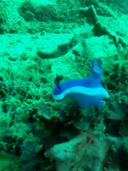Hypselodoris violacea