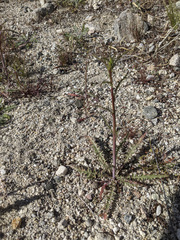 Eulobus californicus