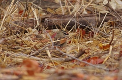 Tchagra australis