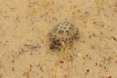 Testudo horsfieldii