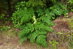 Angelica lignescens