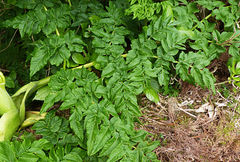 Angelica lignescens