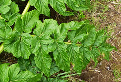 Angelica lignescens
