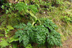 Angelica lignescens