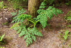 Angelica lignescens