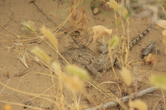 Trapelus sanguinolentus