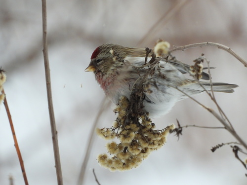 Paprastasis čimčiakas