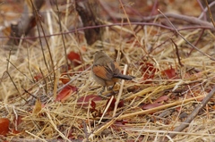 Tchagra australis