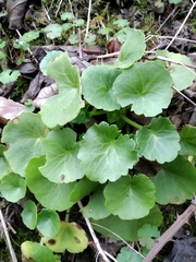 Umbilicus rupestris