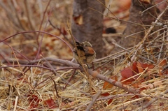 Tchagra australis