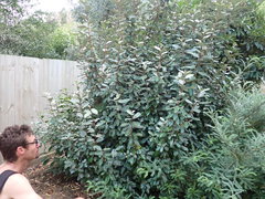 Elaeagnus × ebbingei