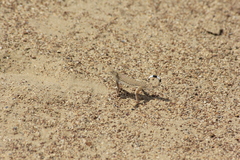 Phrynocephalus interscapularis