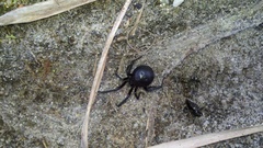 Latrodectus variolus