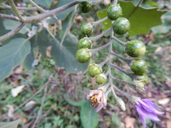 Solanum violaceum