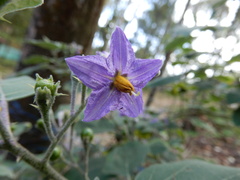 Solanum violaceum