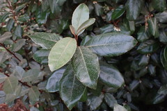 Elaeagnus × ebbingei