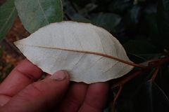 Elaeagnus × ebbingei