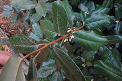 Elaeagnus × ebbingei