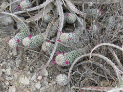 Mammillaria sphacelata