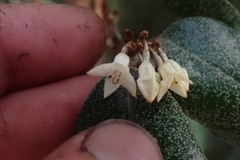 Elaeagnus × ebbingei