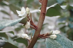 Elaeagnus × ebbingei