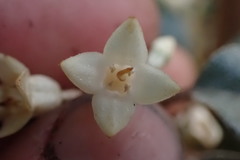 Elaeagnus × ebbingei