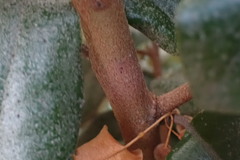 Elaeagnus × ebbingei