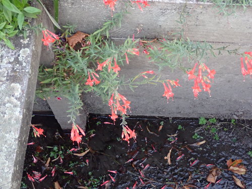 California Fuchsia seedling